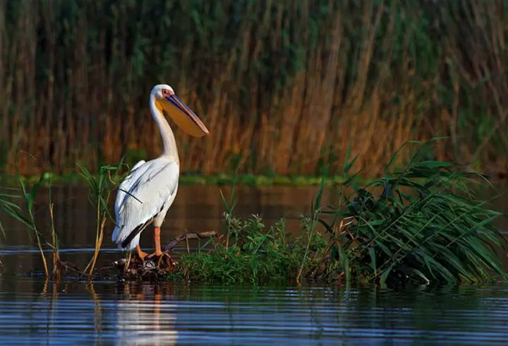 (P) Zile de vară cu distracție și voie bună, în Skiathos