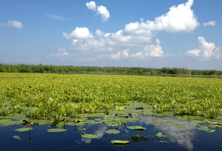 Învață-ți copilul să practice recunoștința. Va fi mai optimist și încrezător în forțele proprii