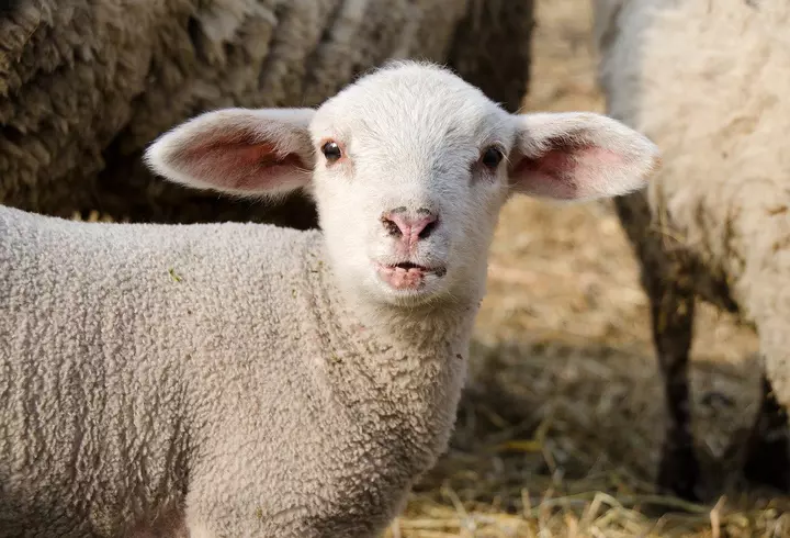 Gena care îi protejează pe români de coronavirus. Cercetătorii belgieni ne dau speranțe în lupta cu COVID-19!