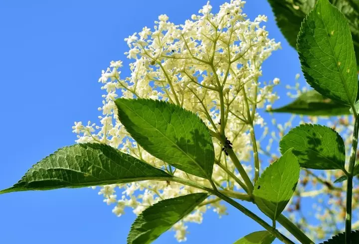 Tagliatelle cu creveți, ciuperci și sos rosé cremos