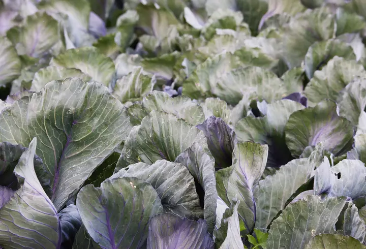 Ce beneficii asupra organismului au peștele și fructele de mare: sunt bune pentru imunitate, inimă și creier!