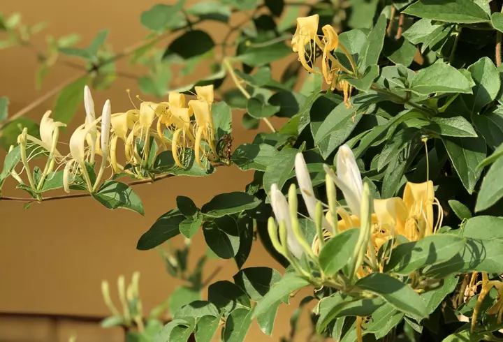 Încă un medic din România a murit de COVID-19. Profesorul Istvan Benedek a fost primul medic român care a efectuat un transplant de măduvă la un adult