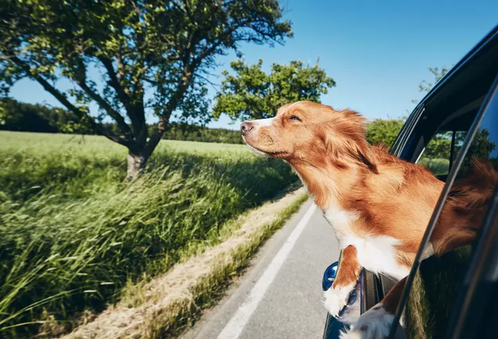 Taraful Viorel Bogateanu readuce la viață muzica de odinioară, într-un spațiu de lux, Restaurantul D’all Class din Călărași (P)