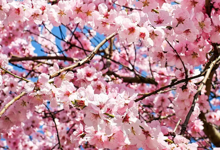 Alimentele care te ajută să scapi de insomnie. Ce să mănânci pentru a adormi mai ușor