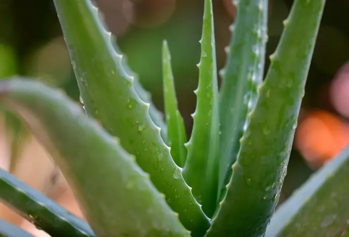 Cine este tatăl gemenilor din Ploiești care au murit și ce a declarat despre mama lor: „Era bună, le aducea...”