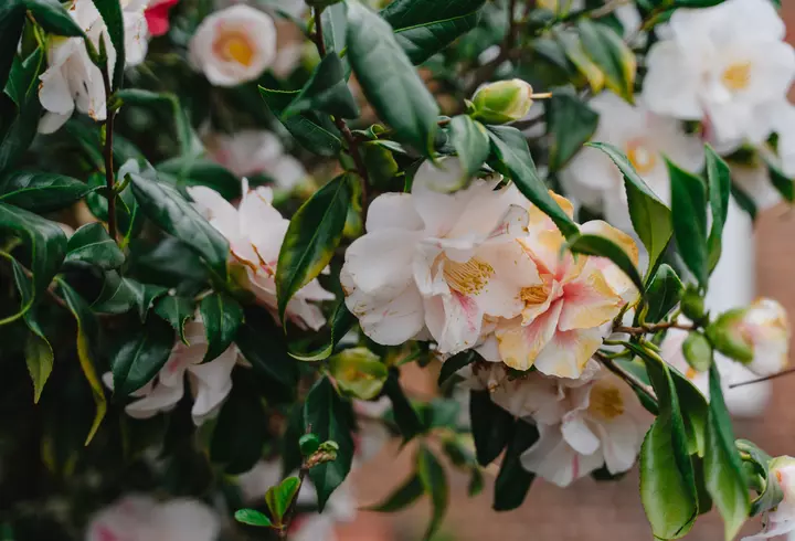 Wash&Go Super Food - noile produse cu 98% ingrediente naturale