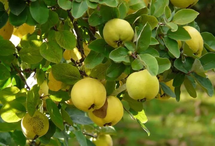 Rețetă de mâncare cu broccoli și conopidă. E delicioasă!