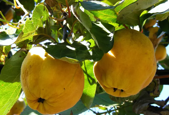 Rețetă de mâncare cu broccoli și conopidă. E delicioasă!