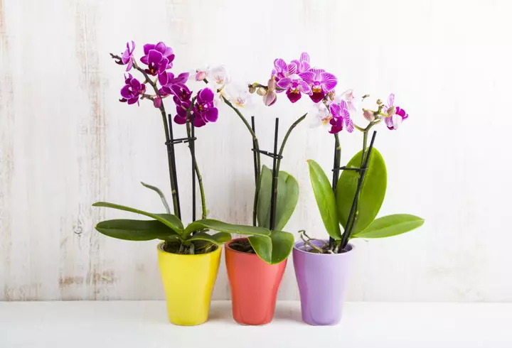 Mască de față cu miere. Cea mai bună rețetă