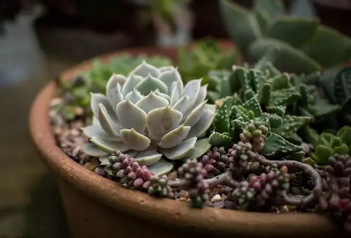 Zodie decembrie. Ce zodie ești dacă te-ai născut în decembrie