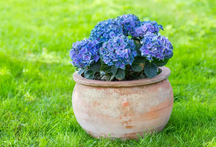 Mască de față cu miere. Cea mai bună rețetă