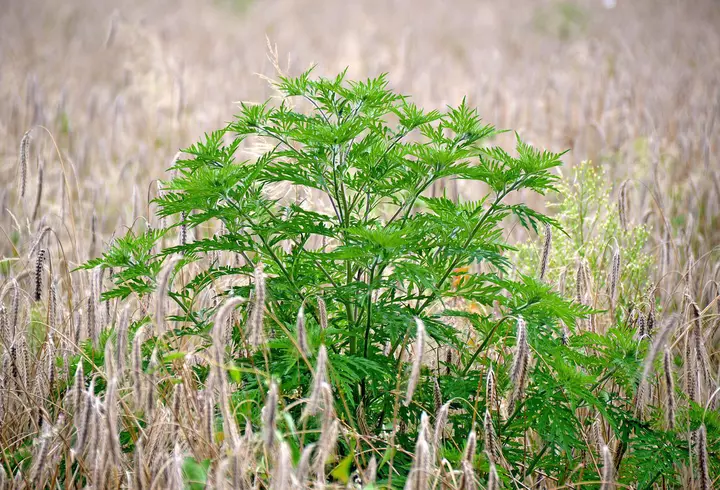 6 perechi de zodii care demonstrează că extremele se atrag