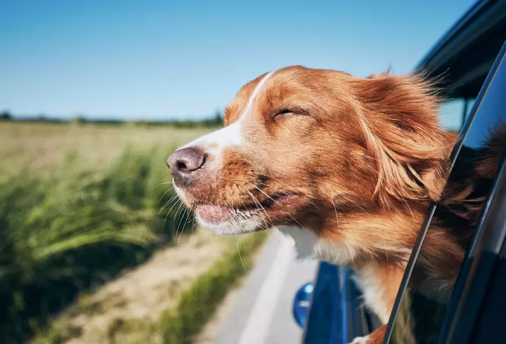 Fructe și legume bogate în vitamina C