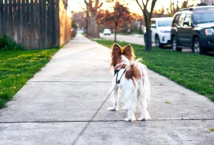 Lenjerie de pat din bambus versus lenjerie de pat din bumbac: care este mai potrivită?