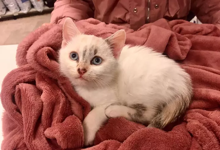 Forma pură și simplă, adică Simple pentru sezonul toamnă-iarnă 2022/23