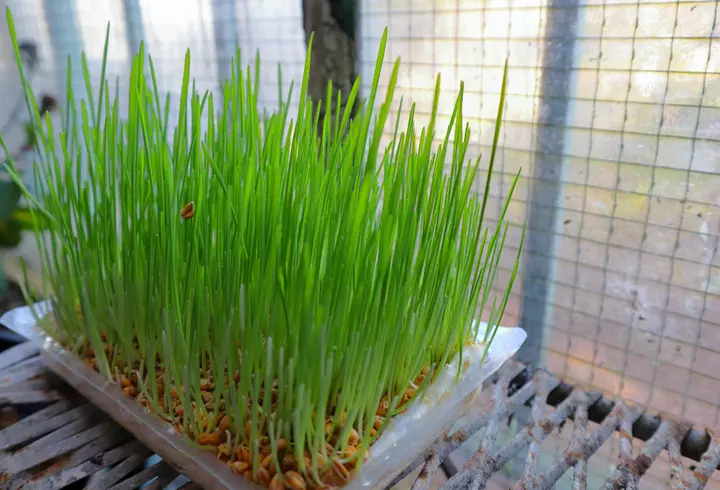 Ce este Crăciunița - de ce este considerată Floarea Crăciunului