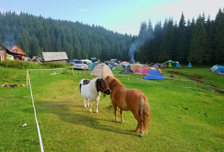 Ce este Crăciunița - de ce este considerată Floarea Crăciunului