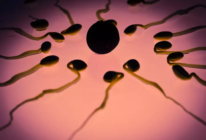 Ce este Crăciunița - de ce este considerată Floarea Crăciunului