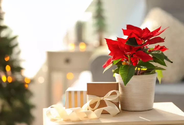 Horoscopul dragostei pentru ianuarie 2023. Zodiile care vor avea noroc în plan sentimental