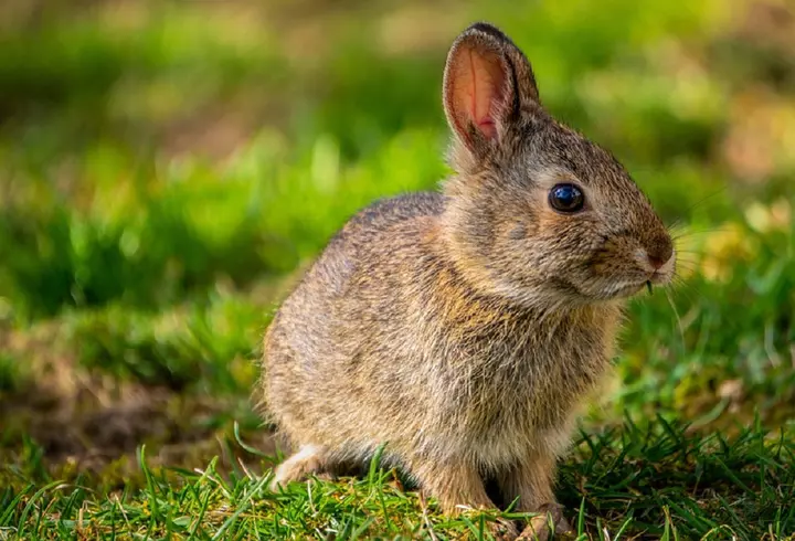 Cine este Maia Sandu. A studiat la Harvard, nu este căsătorită și regretă că nu are copii