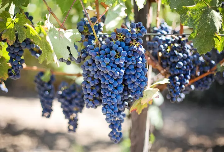 Fructe de toamnă. Fructe pe care să le consumi toamna