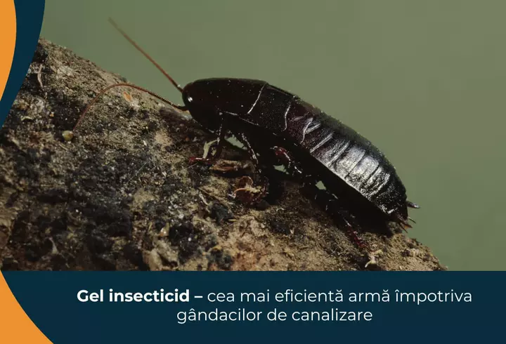 Cuști pentru câini anxioși: Cum oferi siguranță și confort
