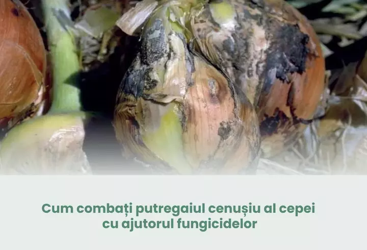Cum accelerează ultrasunetele vindecarea țesuturilor