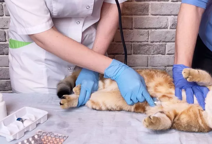 Mesaje de Dragobete 2026 – ce să îi scrii iubirii tale de Dragobete