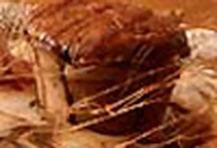 Heath Ledger si Sienna Miller in "Casanova"