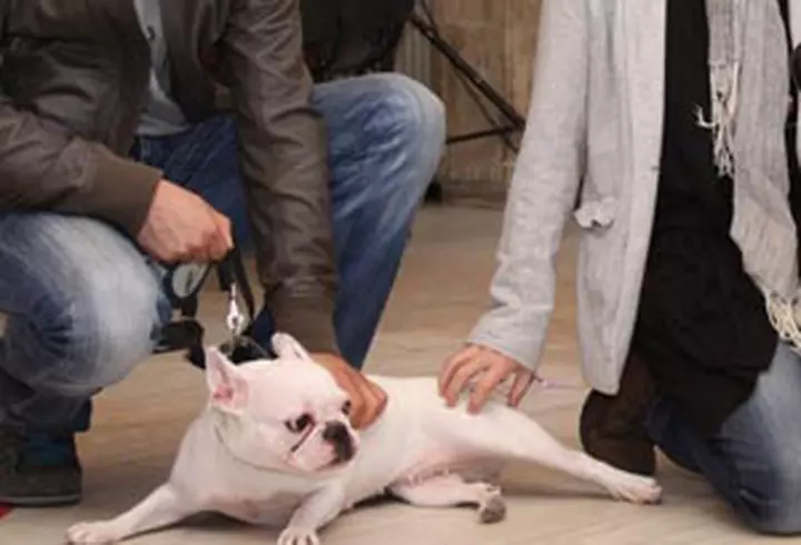 Brangelina, dimineata relaxanta la Budapesta