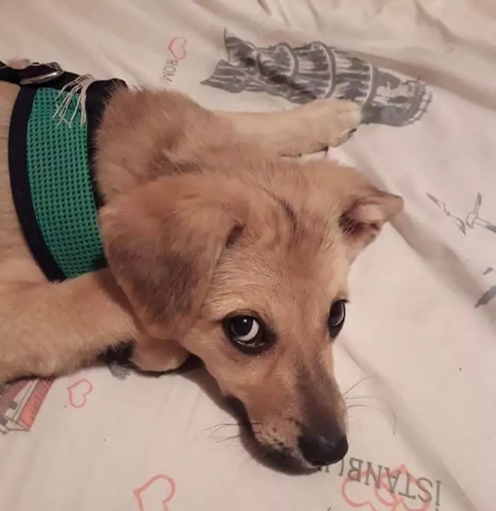 caine-Costin-Marculescu-6-2