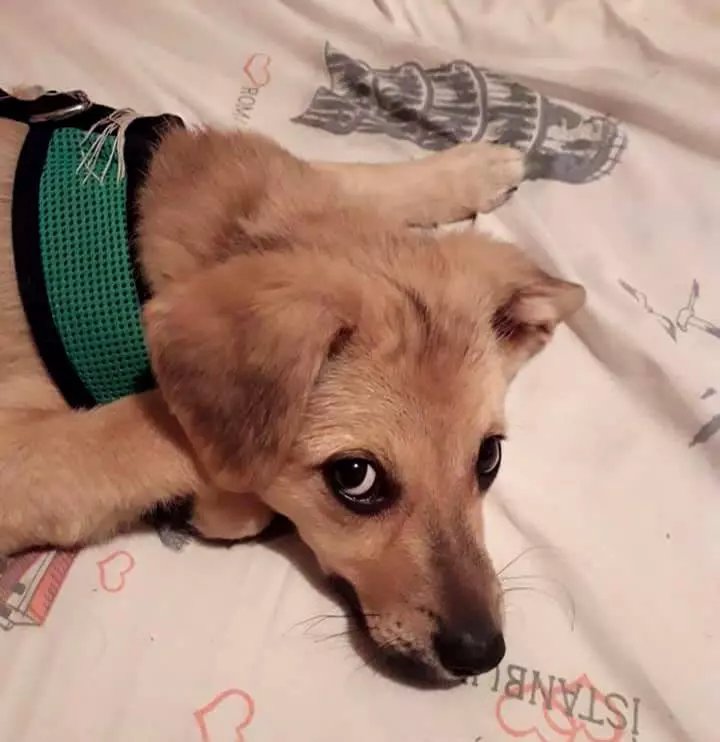 caine-Costin-Marculescu-6-3