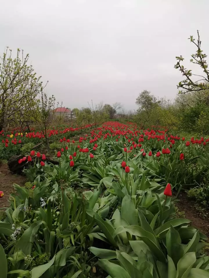 91698140_3033763460021250_8221699287340285952_n