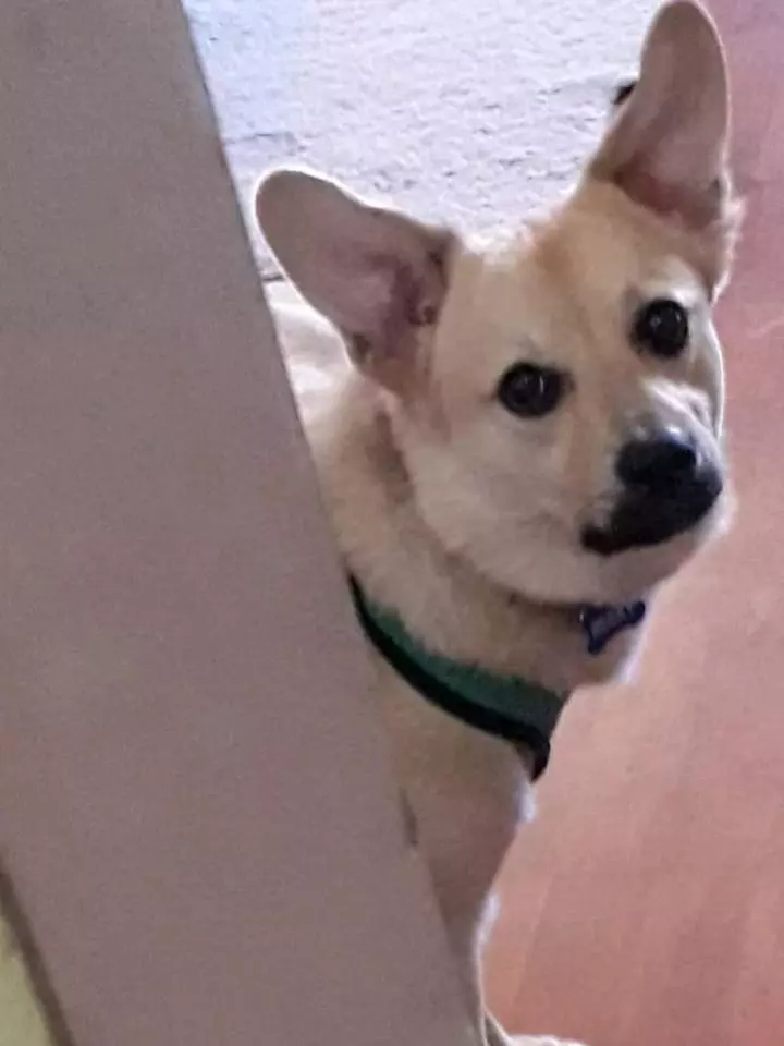 caine-Costin-Marculescu-4