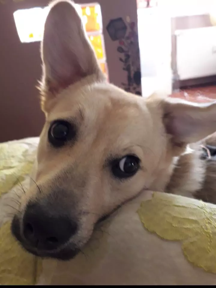 caine-Costin-Marculescu-5