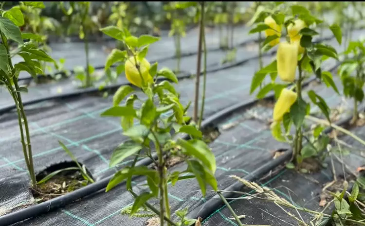 dragos bucur dana nalbaru solar legume 4