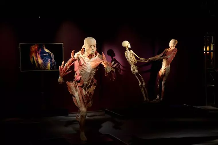 4. Gallery_Muscular_ImageA