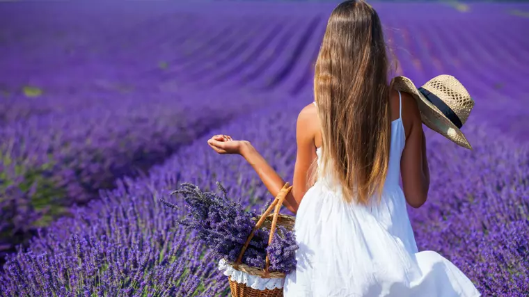 Lavanda
