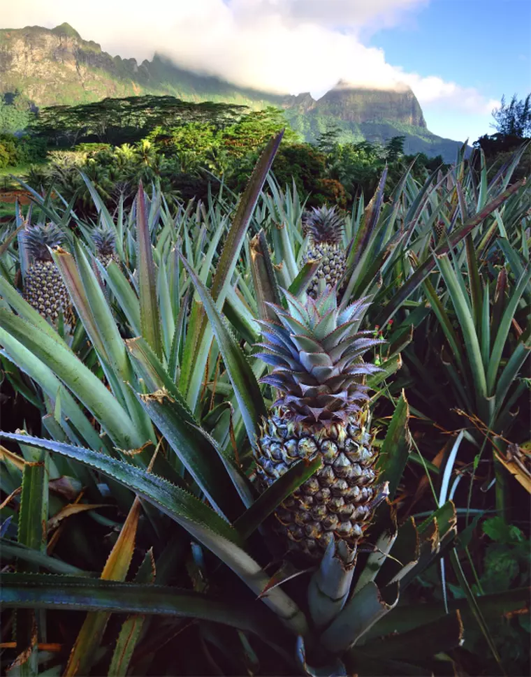 Camp de ananas