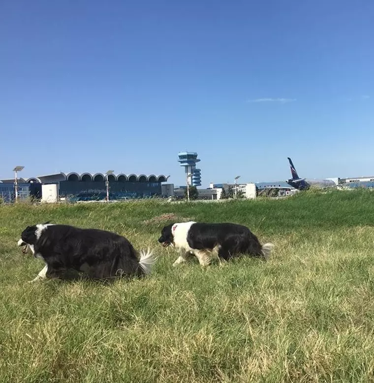 Mai mulți căței, angajați ai aeroportului Henri Coandă. Ce job au