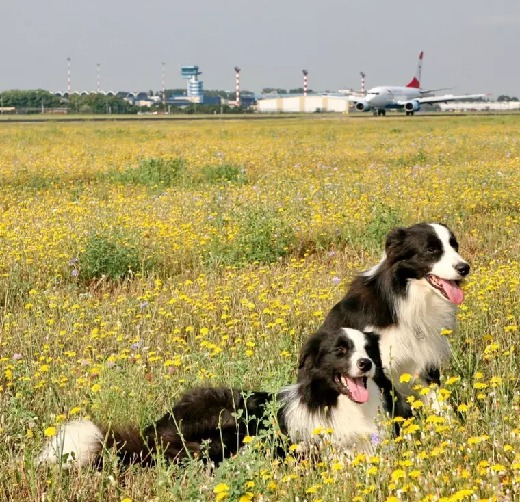 Mai mulți căței, angajați ai aeroportului Henri Coandă. Ce job au