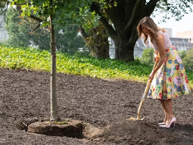 melania trump planteaza un stejar