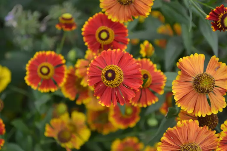 helenium, imagini cu flori de toamna