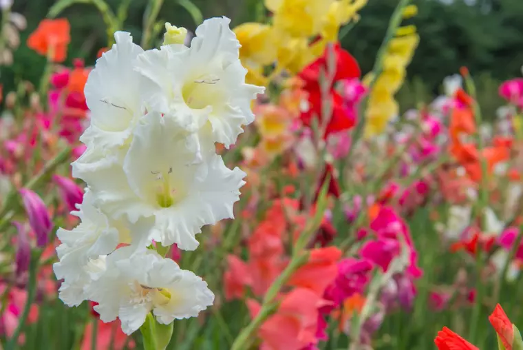 imagini cu flori de toamna gladiole