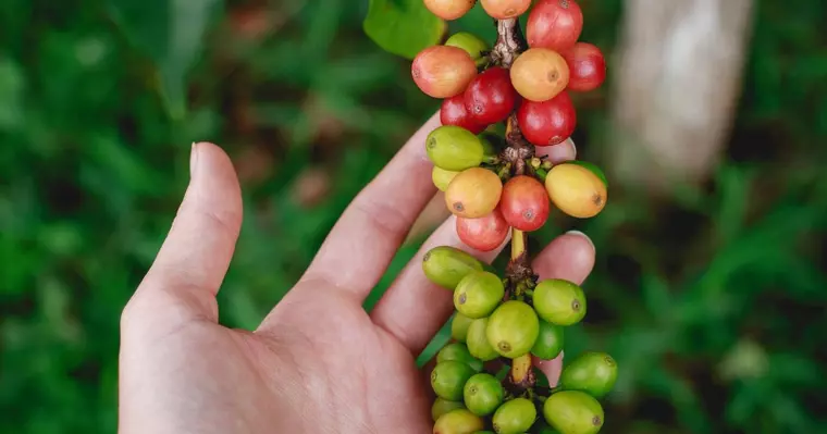 Totul despre cafea. Origine, tipuri și mod de prăjire