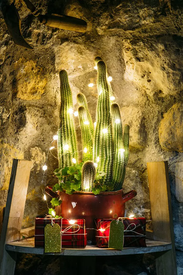 Cactus impodobit