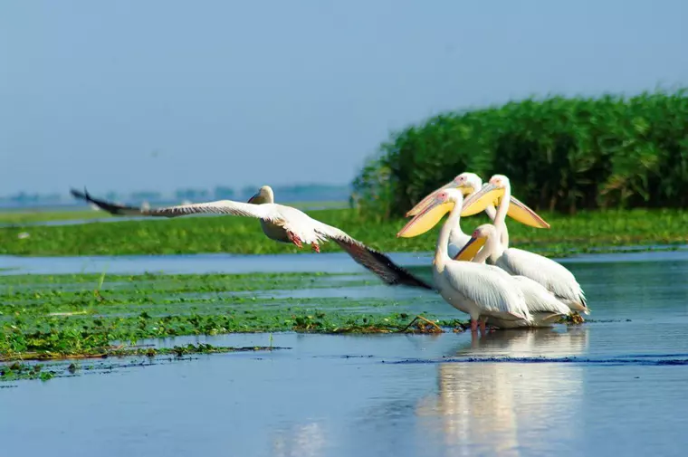 parcul național Delta Dunarii