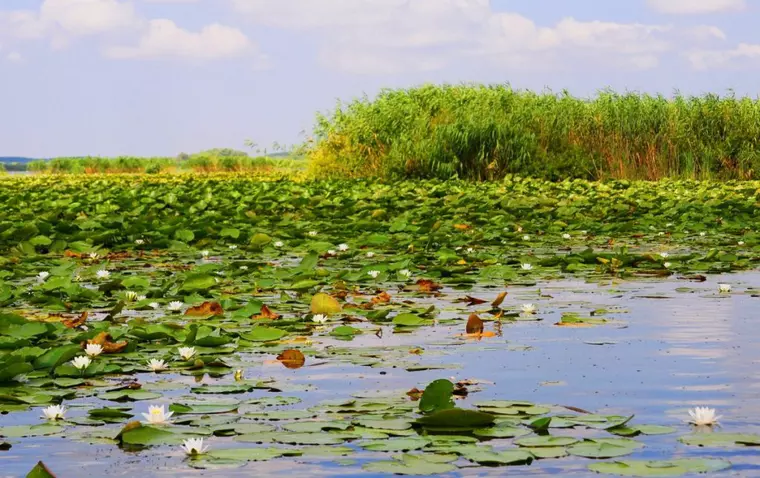 frumusețea nuferilor este neîntrecută în Delta Dunării