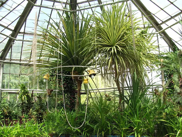 Grădina Botanică din Cluj, cea mai frumoasă din țară