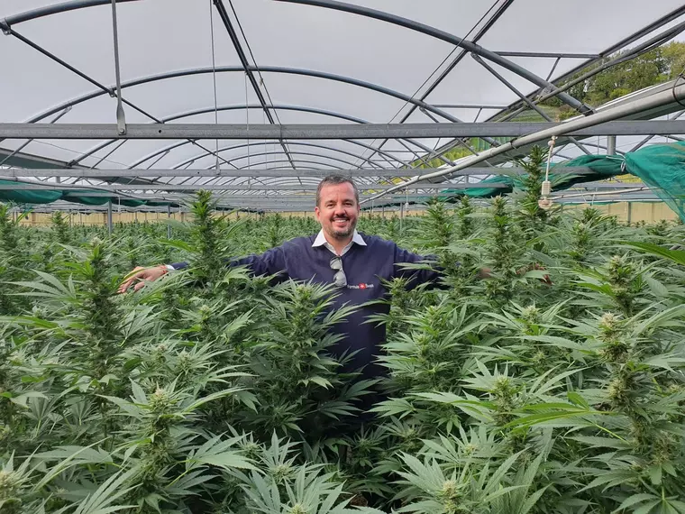 (P) Silueta perfectă și pielea frumoasă se obțin cu ulei CBD